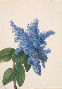 Kalifornischer Flieder Ceanothus thyrsiflorus, 1935 von Mary Vaux Walcott