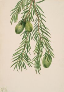 Kalifornische Muskatnuss Tumion californicum, 1929 von Mary Vaux Walcott