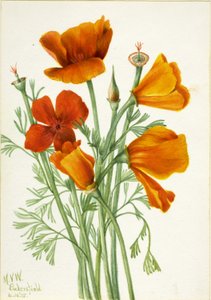 Kalifornischer Mohn (Eschscholtzia californica) von Mary Vaux Walcott