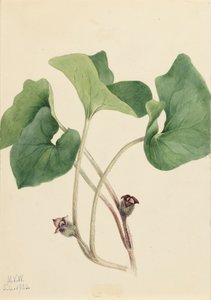 Kanadischer Wild-Ingwer Asarum canadense, 1920