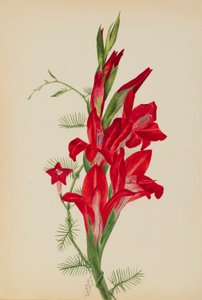 Cannas und Zypressenwinde (Canna-Arten und Ipomoea quamoclit) von Mary Vaux Walcott