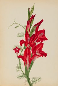 Cannas und Zypressenwinde Canna-Arten und Ipomoea quamoclit, 1877 von Mary Vaux Walcott