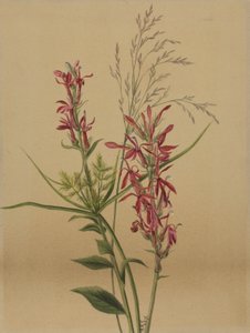 Kardinalblume (Lobelia cardinalis)