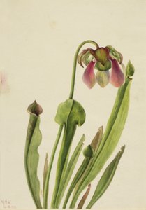 Catesby-Schlauchpflanze Sarracenia catesaei, 1929 von Mary Vaux Walcott