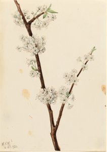 Chickasaw-Pflaume (Prunus angustifolia) von Mary Vaux Walcott