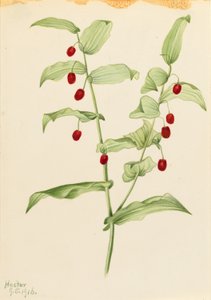 Umfassender Drehwurz (Streptopus amplexifolius) von Mary Vaux Walcott