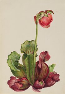 Gewöhnliche Kannenpflanze Sarracenia purpurea venosa, 1931