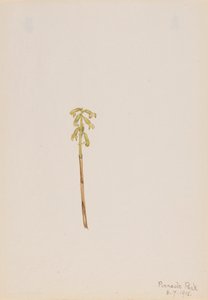 Korallenwurz von Mary Vaux Walcott