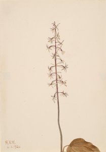 Kranichfliegen-Orchis Tipularia uniflora, 1920