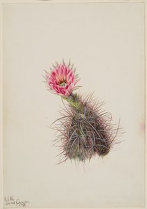 Gurkenkaktus, 1939 von Mary Vaux Walcott