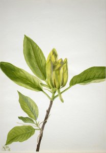 Gurkenbaum (Magnolia scuminata) von Mary Vaux Walcott