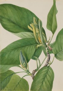 Gurkenbaum (Magnolia acuminata) von Mary Vaux Walcott