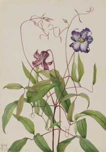 Gewundene Clematis (Clematis crispa) von Mary Vaux Walcott