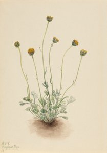 Geschnittenes Blatt Flohkraut Erigeron compositus nudus