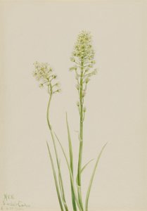 Todeskamas (Zygadenus venenosus) von Mary Vaux Walcott