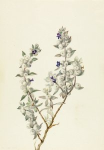 Death Valley Salbei (Salvia funerea) von Mary Vaux Walcott