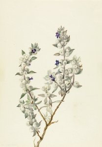 Death Valley Salbei Salvia funerea, ca. frühe 1930er Jahre. von Mary Vaux Walcott