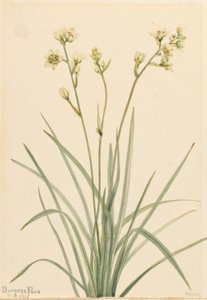 Todeskamas (Zygadenus elegans) von Mary Vaux Walcott