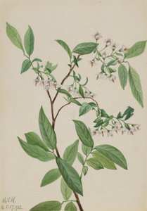 Heidelbeere (Polycodium stamineum)