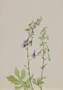 Rittersporn (Delphinium scopulorum)
