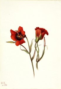 Wüsten-Mariposa (Calochortus kennedyi) von Mary Vaux Walcott
