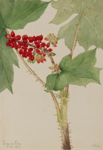 Teufelskeule (Echinopanax horridum)