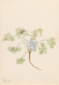 Doppel-Blasenschote (Physaria didymocarpa) von Mary Vaux Walcott