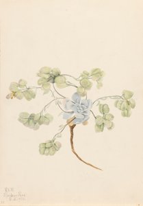 Doppelte Blasenkapsel Physaria didymocarpa, 1920 von Mary Vaux Walcott