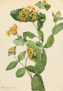 Douglas Geißblatt Lonicera glaucescens, 1919 von Mary Vaux Walcott