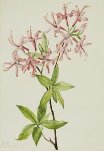 Flaumige Pinxterblüte (Azalea rosea) von Mary Vaux Walcott