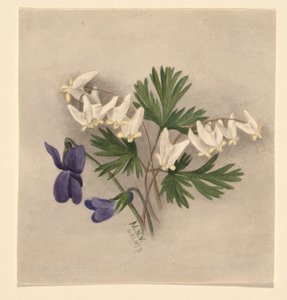Hosen des Holländers (Bikukulla cucullaria) von Mary Vaux Walcott