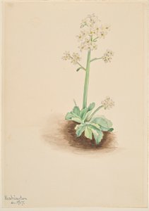 Frühe Steinbrech (Saxifraga virginiensis) von Mary Vaux Walcott