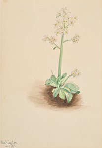 Frühe Steinbrech Saxifraga virginiensis, 1917