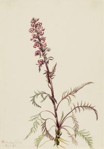 Elefantenkopf (Pedicularis groenlandica) von Mary Vaux Walcott