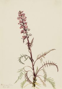 Elefantenkopf Pedicularis groenlandica, 1916