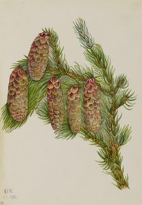 Engelmann-Fichte (Picea engelmanni)