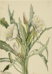 Nachtkerze (Pachyoplus hirsutus) von Mary Vaux Walcott