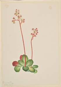 Immergrüne Steinbrech (Leptarrhena pyrolifolia)