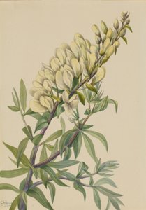 Falscher Indigo Baptista bructeata von Mary Vaux Walcott