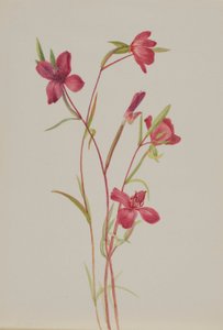 Abschied vom Frühling (Godetia amoena lilja)