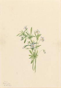 Feldveilchen (Viola rafinesquii) von Mary Vaux Walcott
