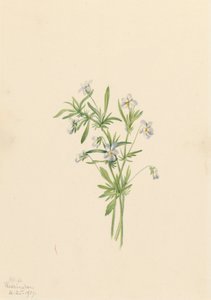 Feldveilchen Viola rafinesquii, 1919 von Mary Vaux Walcott