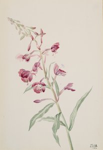 Schmalblättriges Weidenröschen Epilobium angustifolium, 1902 von Mary Vaux Walcott