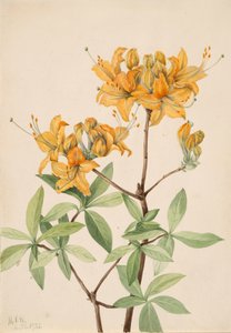 Flammen-Azalee Azalea lutea, 1921