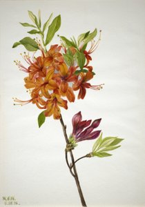 Flammenazalee Rhododendron speciosum, 1938