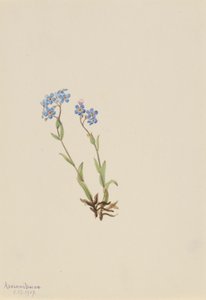Vergissmeinnicht (Myosotis alpestris) von Mary Vaux Walcott