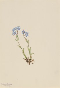 Vergissmeinnicht Myosotis alpestris, 1907 von Mary Vaux Walcott