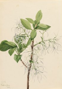 Fransbaum, Chionanthus virginica, 1922