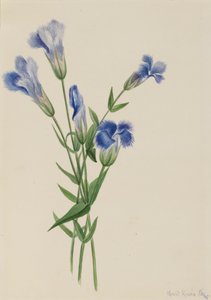 Gefranste Enzian, Gentiana crinita, 1905 von Mary Vaux Walcott