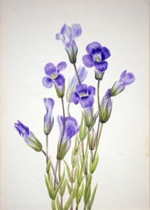 Gefranste Enzian Gentiana elegana